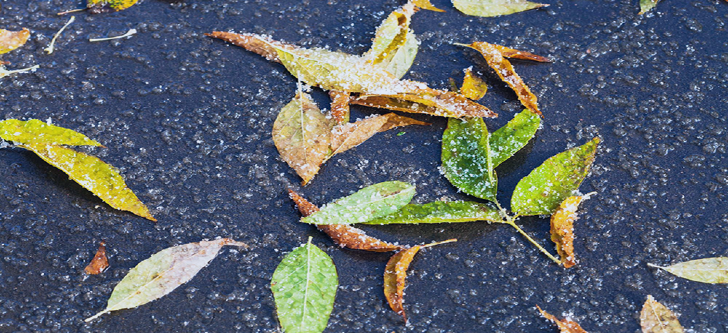 leaf-litter-melting-first-snow